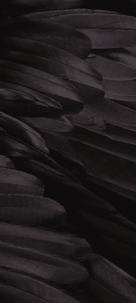 Corbeau pie sur fond noir, faisant partie de la collection 'Feathers' pour le Pixel 7a 'Charcoal
