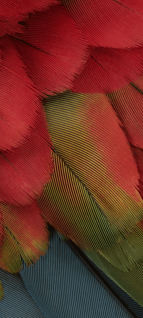 Ara à ailes vertes avec des nuances de rouge vif, image du fond d'écran pour le Pixel 7a 'Coral