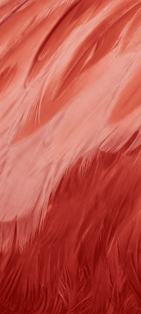 Fond d'écran représentant les plumes vaporeuses d'un flamant rose, pour le Pixel 7a 'Coral