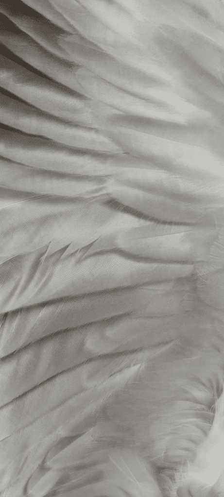 Fond d'écran du Pixel 7a avec un vautour royal sur fond blanc, représentant l'option de couleur 'Snow