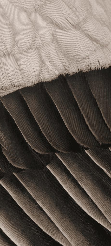 Image détaillée des plumes d'une mouette, un des fonds d'écran officiels du Pixel 7a 'Snow